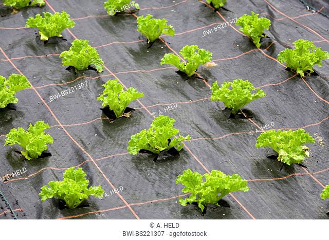 garden lettuce (Lactuca sativa), salad plants in a foil covered vegetable patch, Germany, Baden-Wuerttemberg