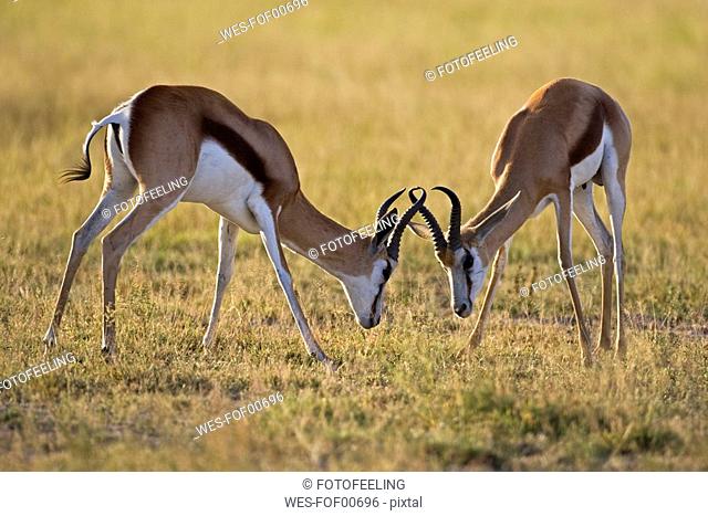 Africa, Botswana, Two springbok Antidorcas marsupialis fighting