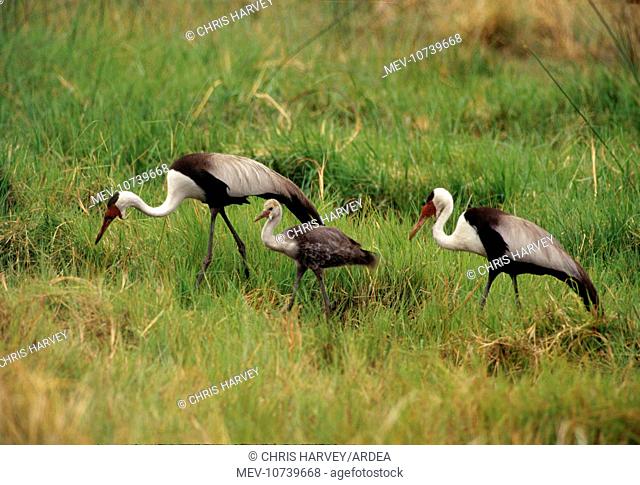 Wattled Crane - pair with chick (Grus carunculatus)