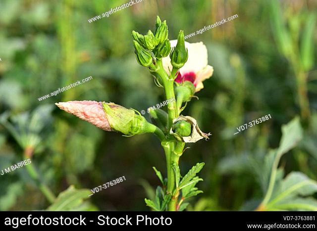 Okra (Abelmoschus esculentus or Hibiscus esculentus) is an annual plant native to western Africa or southern Asia. Its fruits are edible