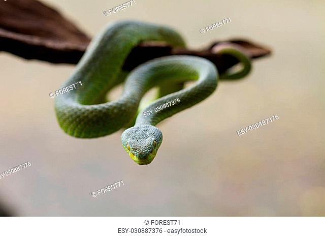 Close up Yellow-lipped Green Pit Viper snake (Trimeresurus trigonocephalus) in nature from Thailand