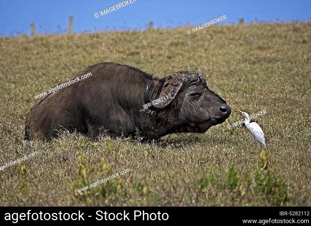 African Buffalo (syncerus caffer) with Cattle Egret, bubulcus ibis, Hell's Gate Park in Kenya