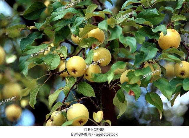 crab apple, wild crab Malus sylvestris, apples on a branch, Germany