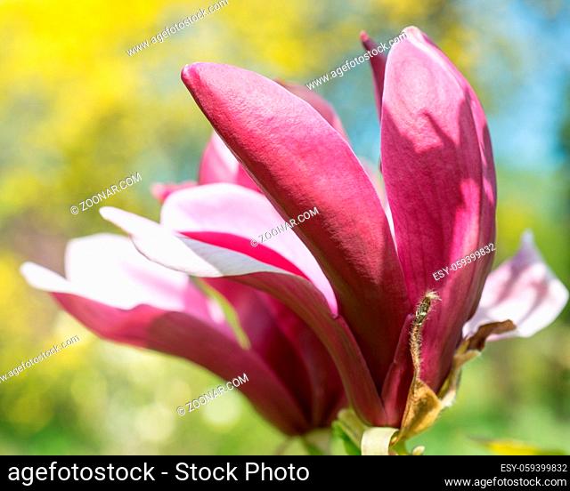 Flowers of magnolia on a branch pink