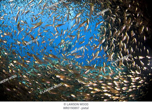 Glass fish in cave Parapriacanthus guentheri, large school of fish in cavern mouth, looking out to clear blue sea in background, Red Sea
