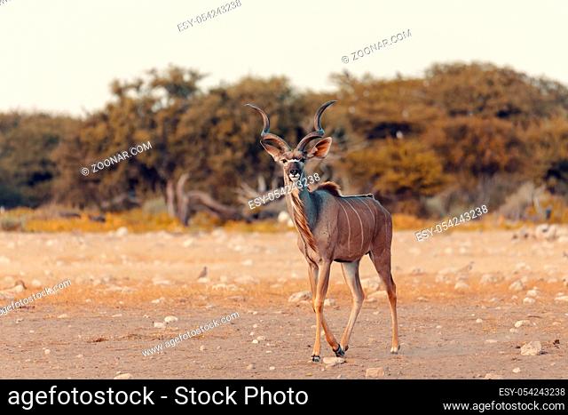big male of greater kudu (Tragelaphus strepsiceros), Etosha Namibia, Africa safari wildlife and wilderness