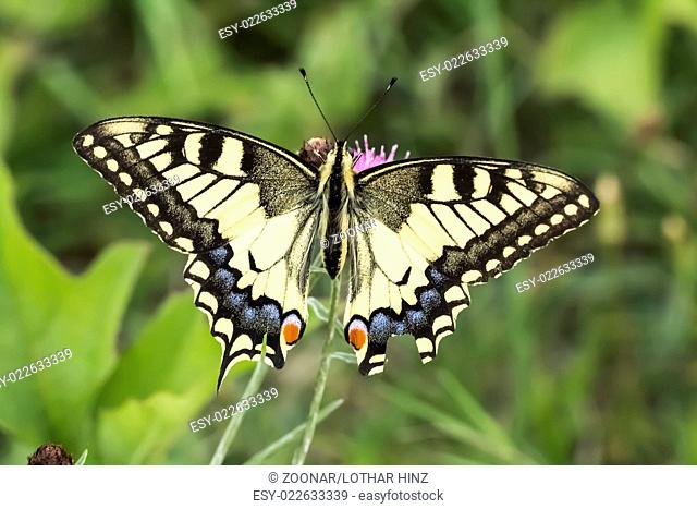 Papilio machaon, European Swallowtail from Germany