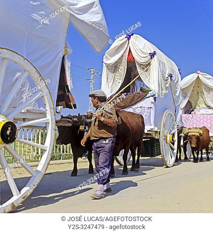 Pilgrimage Virgen del Rocio - ox carts. Huelva province. Region of Andalusia. Spain. Europe