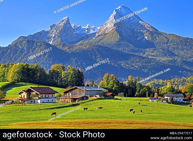 Landscape with farm against the Watzmann (2713m) at Bischofswiesen, Berchtesgadener Land, Upper Bavaria, Bavaria, Germany