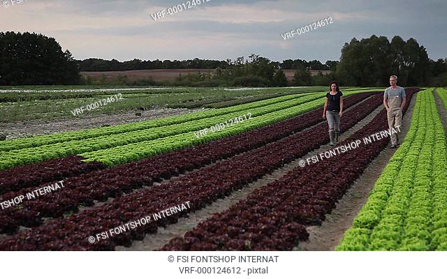 WS, TD, CU, R/F man and woman walking down rows of lettuce on an organic farm