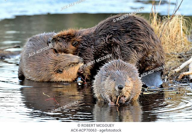 A young beaver 'Castor canadenis' feeding on tree branches while his mother and sibling groom in the background