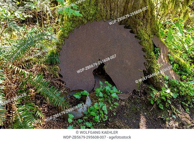 An old metal saw blade, a relic from the mining and logging past, along the Lime Kiln Trail near Granite Falls, Washington State, USA