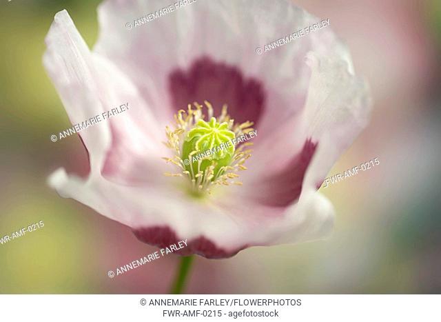 Opium poppy, Papaver somniferum, close up showing the stamens and stigma