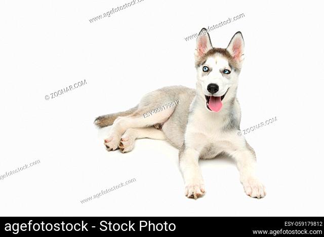 Beautiful siberian husky puppy dog. Isolated on white background. Copy space