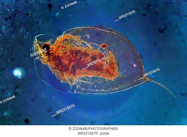 Daphnia Cladocera Magnification