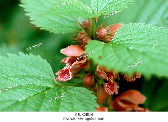 Large Red Dead-Nettle, Large Red Deadnettle (Lamium orvala), flower