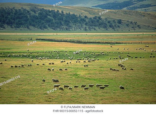 Sheep farming, view of flock grazing on ranch, Chile