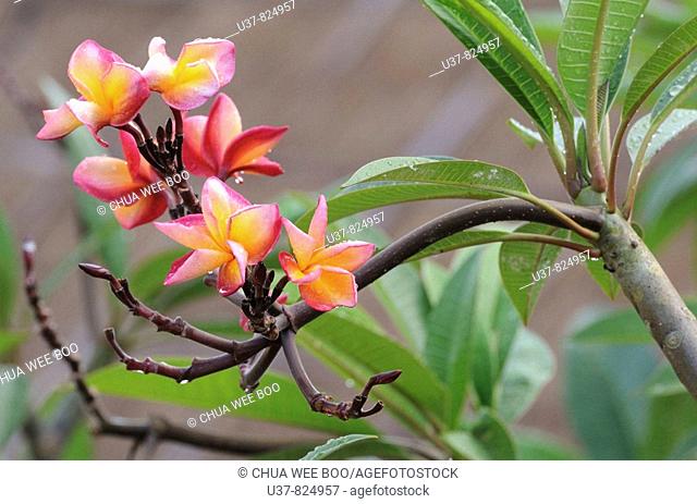 Bali National Flowers-Frangipani