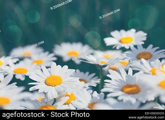 Summer field with white daisy flowers . Flowers background