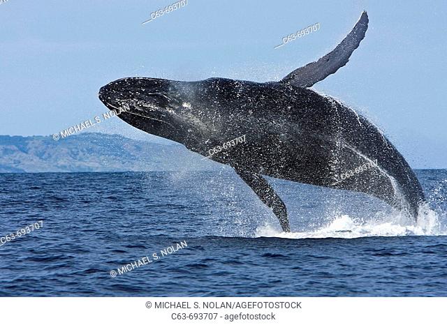 Adult humpback whale (Megaptera novaeangliae) breaching in the AuAu Channel between the islands of Maui and Lanai, Hawaii, USA