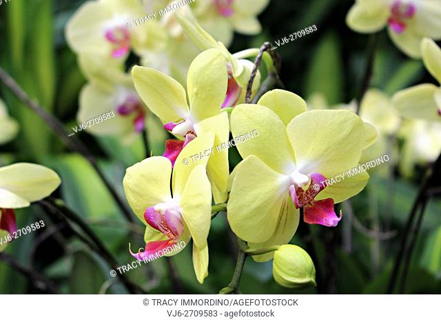 Close up of a yellow Phalaenopsis Orchid with three large blooms and one bud