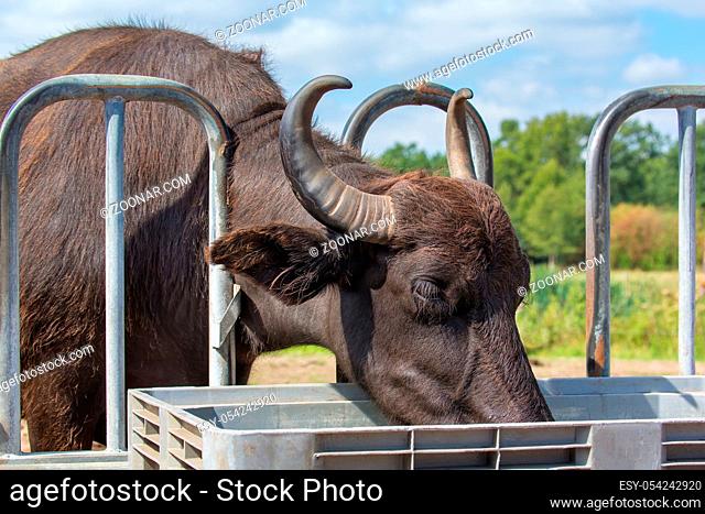 One black water buffalo drinking from water bowl outdoors
