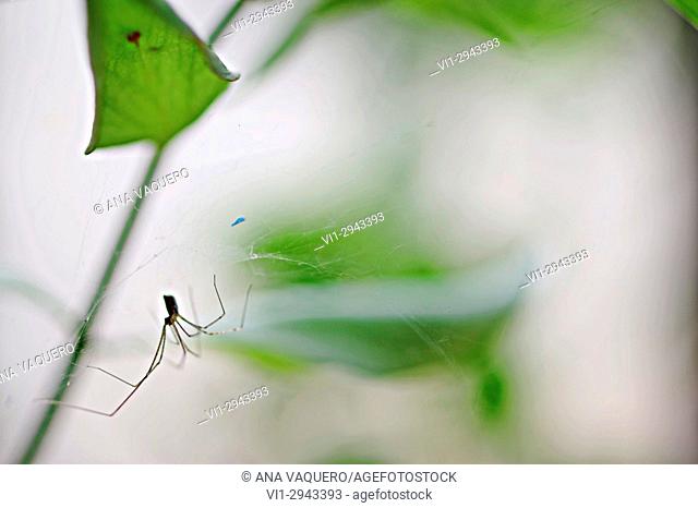Spider in a pot, Extremadura, Spain
