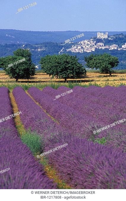 True Lavender (Lavandula angustifolia), lavender field, view of Lacoste, near Apt, Provence, France, Europe