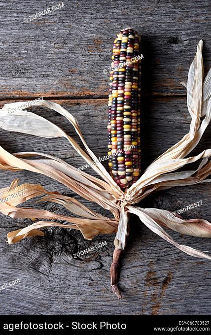 Vertical high angle shot of a single cob of Flint corn on a rustic wood table. Also known as Indian Corn, Calico Corn and Ornamental Corn