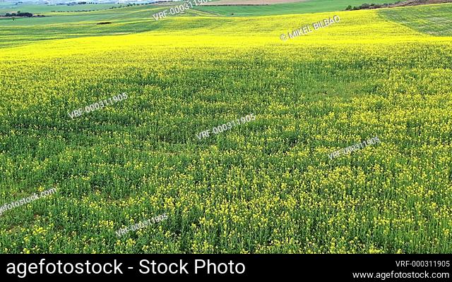 Farm land with yellow flowers. Navarre, Spain. Drone shot. 4K