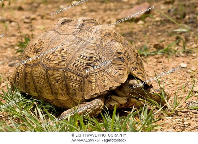 Mountain Tortoise (Geochelone pardalis) Mkuze Game Reserve, South Africa (aka Leopard tortoise)