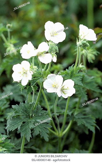 DEU, 2006: Wood Cranesbill, Woodland Geranium (Geranium sylvaticum), variety: Album, flowering.