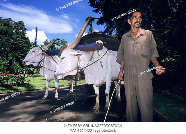 Ox cart for tourists in Peradeniya Botanical Garden, Kandy, Sri Lanka