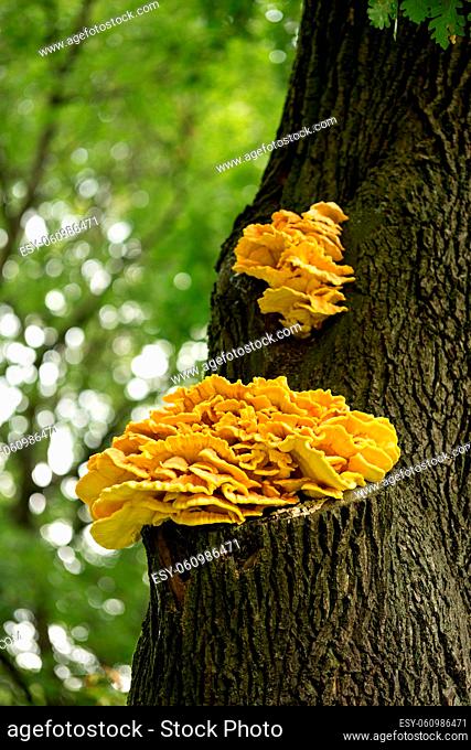 Mushroom Laetiporus sulphureus on the tree