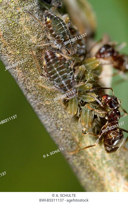 black ant, common black ant, garden ant (Lasius niger), milking several aphids (Pterocomma spec.), Germany, Bavaria