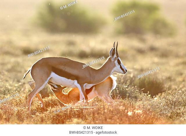springbuck, springbok (Antidorcas marsupialis), female suckles fawn, backlight, South Africa, Eastern Cape, Camdeboo National Park