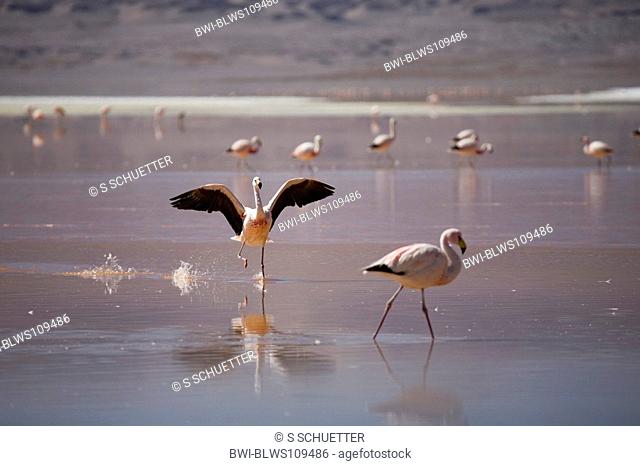 Andean flamingo Phoenicoparrus andinus, ¯n Laguna Colorada, Bolivia