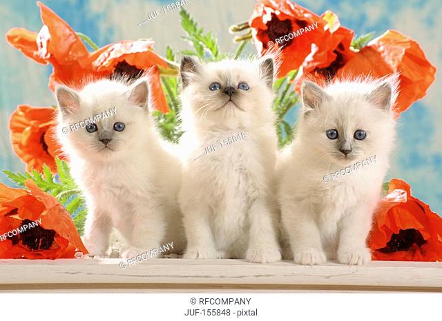 Sacred cat of Burma - three kittens