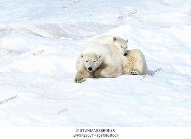 Polar Bears (Ursus maritimus), mother with a cub, 2 years, Wrangel Island, Far Eastern Federal District, Russia