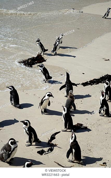 Cape Town, South Africa, penguin island