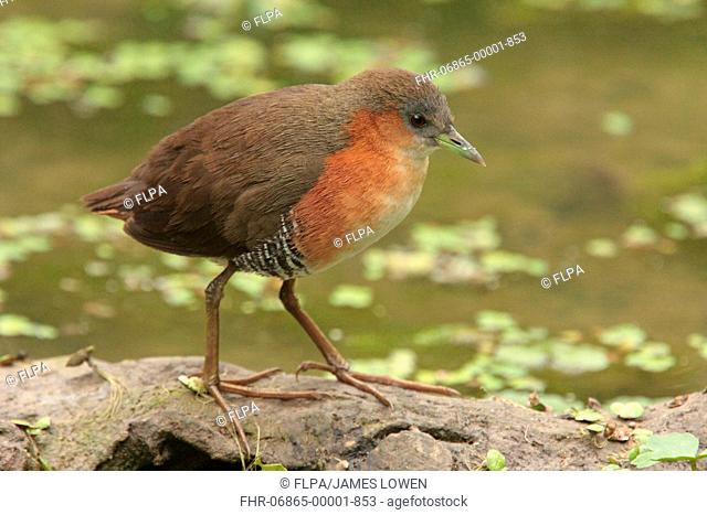 Rufous-sided Crake Laterallus melanophaius adult, standing at edge of water, Vicente Lopez, Buenos Aires Province, Argentina, october