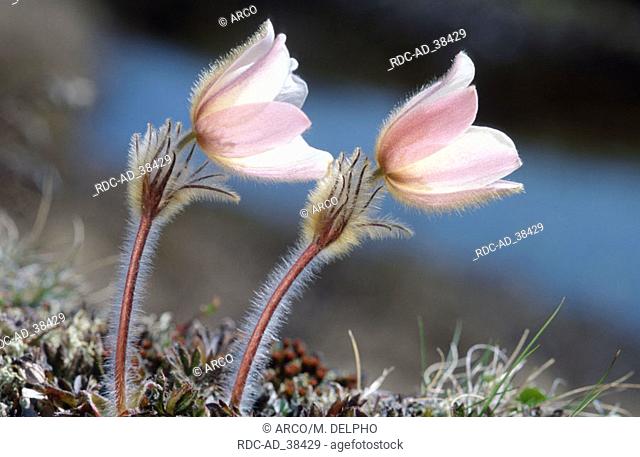 Pale Pasque Flower Dovre Fjell Norway Pulsatilla vernalis