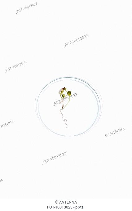A Petri dish with a seedling growing in it