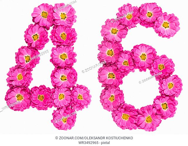 Arabic numeral 46, forty six, from flowers of chrysanthemum, isolated on white background