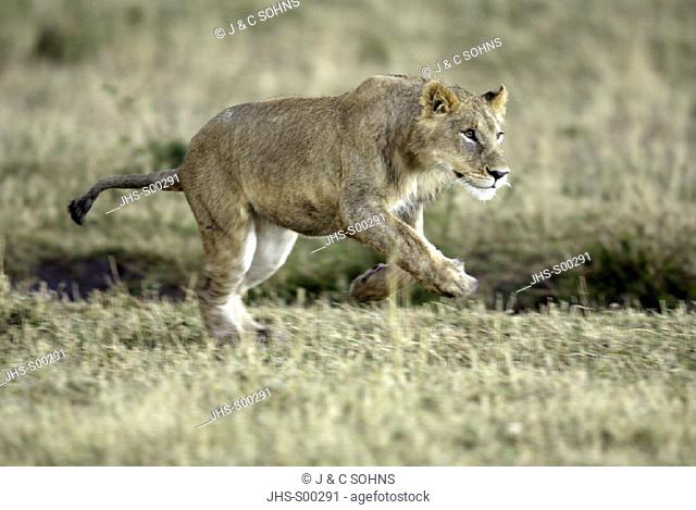 Lion, Panthera leo, Masai Mara, Kenya, adult female hunting