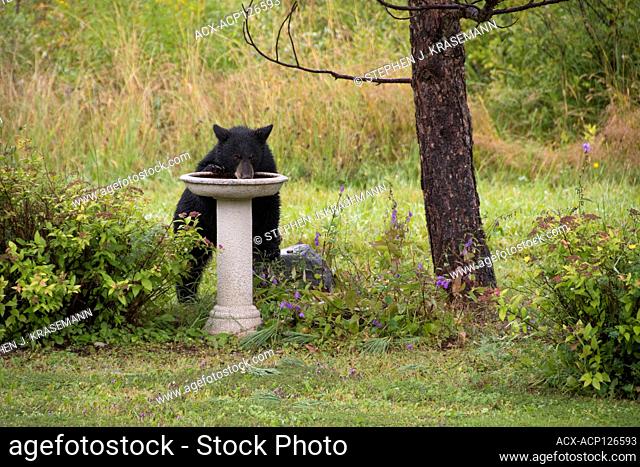 American black bear (Ursus americanus) cub drinking out of birdbath, boreal forest, near Thunder Bay, Ontario, Canada