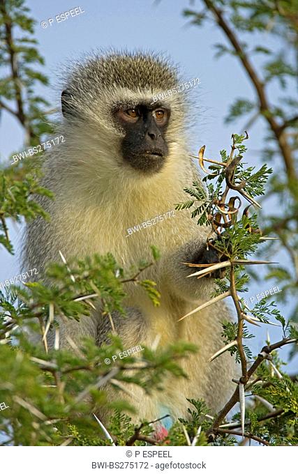 grivet monkey, savanna monkey, green monkey, Vervet monkey Cercopithecus aethiops, sitting on a branch, South Africa, Eastern Cape, Addo Elephant National Park