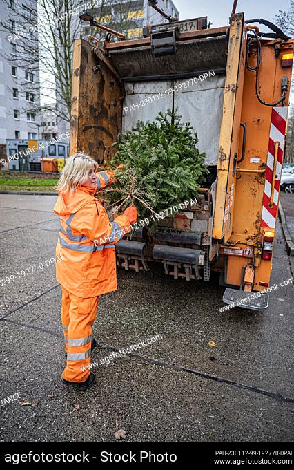12 January 2023, Berlin: Jenny Härting, a garbage collector at Berliner Stadtreinigungsbetriebe (BSR), collects discarded Christmas trees in Berlin...