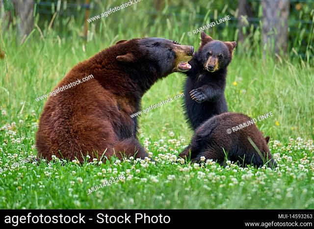 Black bear (Ursus americanus), mother with cub