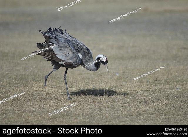Common crane (Grus grus) without part of one leg. Gallocanta Lagoon Natural Reserve. Aragon. Spain